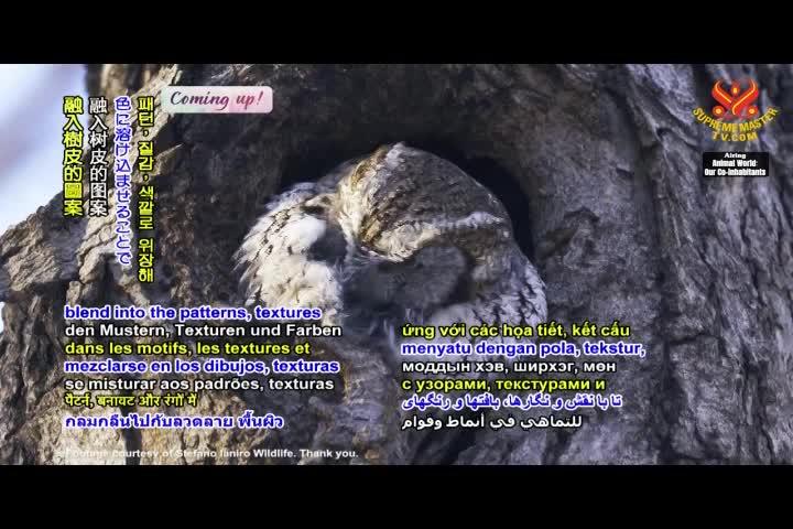 Thumbnail image for Animal_World__Amazing_Animal_Camouflage