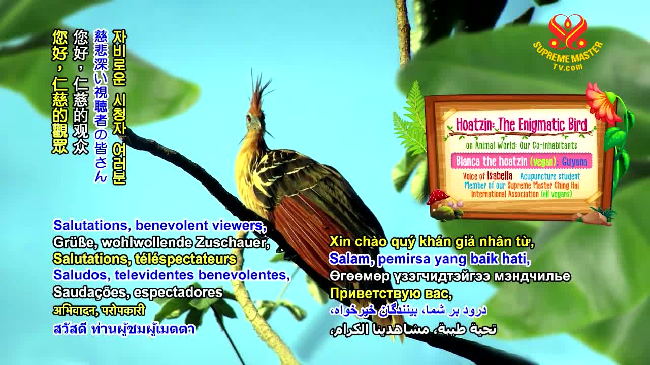 Thumbnail image for Animal_World__Hoatzin_-The_Enigmatic_Bird_original