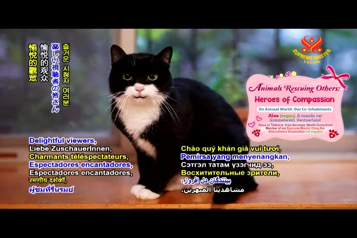 Thumbnail image for Animal_World__Animals_Rescuing_Others_-Heroes_of_Compassion