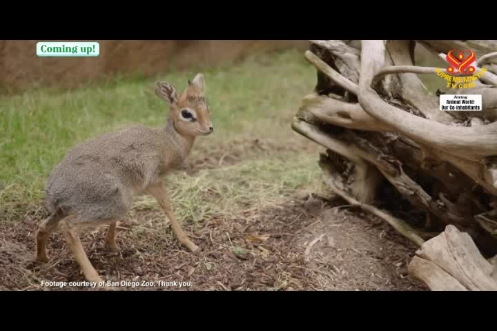 Thumbnail image for Animal_World__The_Adorably_Tiny_Dik-Dik_Antelope