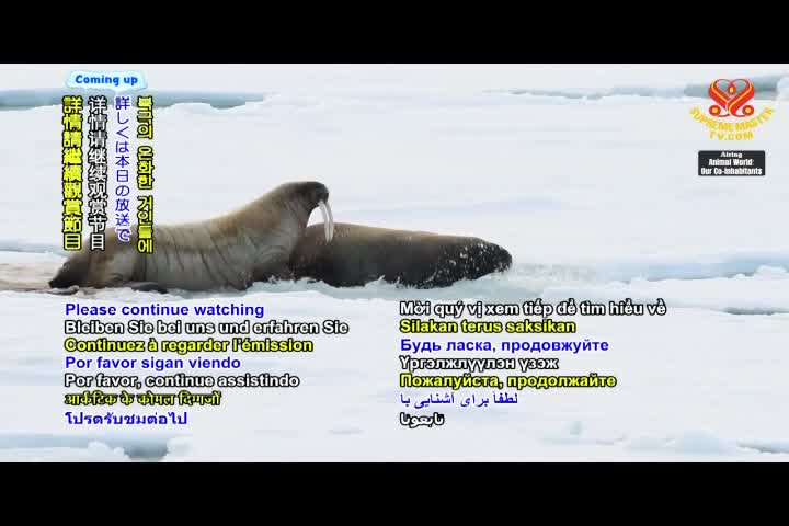 Thumbnail image for Animal_World__Walrus_-_The_Majestic_Tooth-Walking_Seahorses