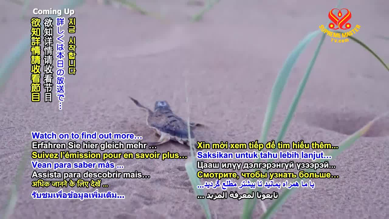 Thumbnail image for Animal_World__Green_Sea_Turtles__Ambassadors_for_the_Sea