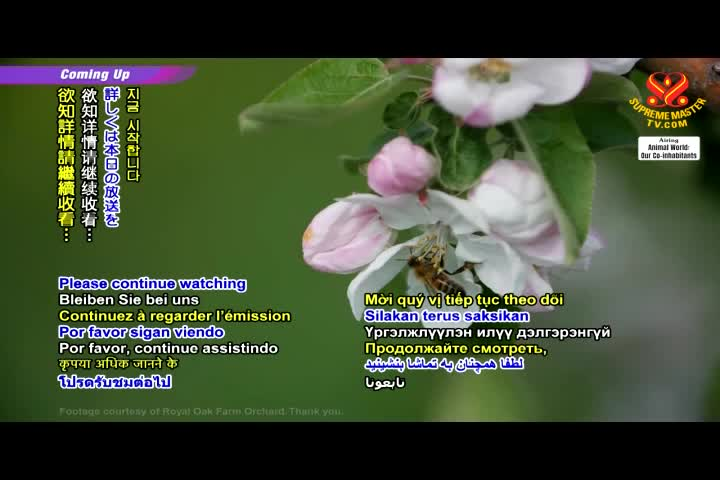 Thumbnail image for Animal_World__World_Bee_Day